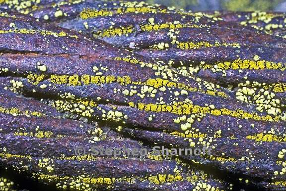 lichens steel cable graphic